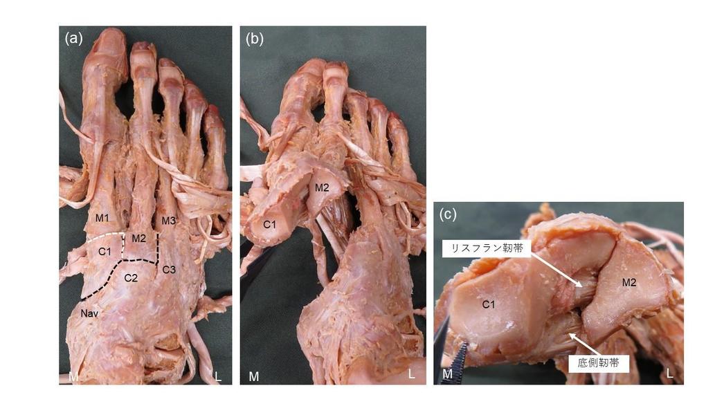 Figure 1.jpg