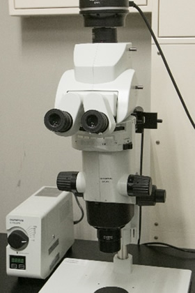 蛍光実体顕微鏡