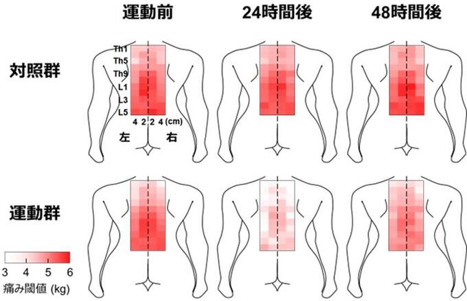 【卒業生の活躍】運動後の腰背部の痛みをヒートマップで可視化！（2022.09.23）